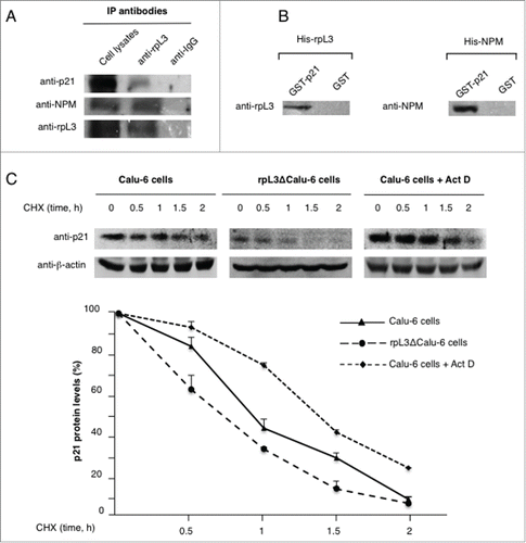 Figure 3. Analysis of the interaction between rpL3 and p21 proteins upon Act D treatment in vivo. (A) rpL3 was specifically immunoprecipitated from Calu-6 cells extracts with antibodies against the endogenous rpL3. Immunoprecipitates were separated by SDS–PAGE and immunoblotted with antibodies versus the indicated proteins. Note the absence of signal in IgG immunocomplex. (B) Analysis of the interaction between rpL3 and p21 proteins in vitro. GST-p21 or GST (control), were immobilized on glutathione-sepharose beads and incubated with His-rpL3 or His-NPM. The eluted proteins were then analyzed by immunoblot with antibodies anti-rpL3 and anti-NPM. Note the absence of signal in control GST pull-down preparations. (C) Effect of rpL3 on p21 half-life. Calu-6, rpL3ΔCalu-6 and Calu-6 cells treated with 5 nM of Act D for 24 h were incubated with CHX for the indicated times. Western blot was performed using anti-p21 antibody and anti-β-actin as loading control.