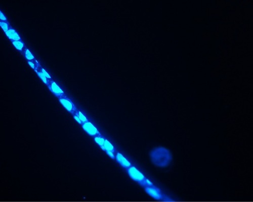 Figure 15 Frozen section of stratified immortalized human cornea epithelial cells.Note: Fluorescence microscope image (magnification 400×).