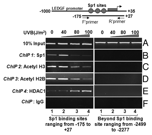 Figure 6. ChIP analyses revealing reduced binding of Sp1 and the status of histone acetylation associated with LEDGF promoter. Left panel shows Sp1 binding to its responsive cis-elements (B), association and recruitment of site-specifically modified H3 (C), H2B (D), and HDAC1(E) to the Sp1 binding sites within CpG island of LEDGF gene promoter in LECs exposed or unexposed to UVB radiation. Right panel represents control; DNA selected beyond Sp1 binding sites is shown. ChIP assay was performed. Also, amplification of chromatin extract before precipitation is shown as control (input, A)