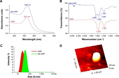 Figure 1 Characterization of GNP and Alb-GNPs.Notes: (A) UV-Vis spectra of GNPs (red line) and BSA-GNP samples (blue line). (B) FT-IR spectra for GNP (red) and BSA-GNP (blue) in the 2,500–1,000 cm−1 region. (C) DLS size distribution curves for GNP (red) and BSA-GNP (green). (D) AFM image of a single BSA-GNP nanoparticle.Abbreviations: GNP, gold nanoparticle; BSA, bovine serum albumin; IR, infrared; UV-Vis, ultraviolet visible; DLS, dynamic light scattering; AFM, atomic force microscopy.