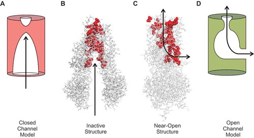 Figure 4. Proposed mechanisms of CFTR channel opening and closing. (a) Cartoon functional model of the pore in the channel closed state. The pore is wide open to the cytoplasm, but closed close to its extracellular end. (b) This cartoon model is somewhat reminiscent of the inward-facing structure of inactive CFTR (putative pore-lining amino acid side chains shown in red). (c) In the near-open structure, cytoplasmic access to the pore is via a lateral portal. (d) Cartoon functional model of the open channel pore incorporating a single lateral portal on the cytoplasmic side, a relatively wide inner vestibule, and narrow selectivity filter region close to the extracellular end of the pore. See [Citation23] for more details concerning functional models of the open channel pore.