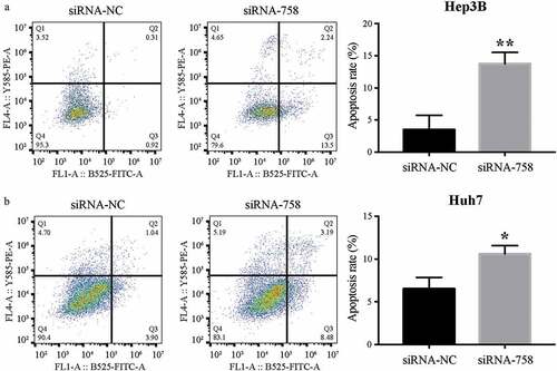 Figure 8. The distribution of apoptosis in (a) Hep3B and (b) Huh7 cells was examined by flow cytometry. The apoptosis rates in the siRNA-758 groups were significantly increased in Hep3B (**P < 0.01) and Huh7 (*P < 0.05) cells.