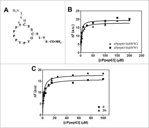 Figure 5. Interactions of Itch-WW domains with cyclic P-pep63 monitored by fluorescence. (A) Schematic representation of the cyclic form of Ppep63. (B) Intrinsic fluorescence changes of 5 μM Itch-WW1 (▪) or Itch-WW2 (▴) at the increase of cyclic Ppep63 concentration and (C) of 5 μM Itch-WW1 at the increase of cyclic Ppep63 concentration after 0 (•) and 2 h (▴) of incubation of the cyclic peptide with Pin1 enzyme. The quenching of the emission band of Itch-WW domains using an 280 nm λex and 330 nm λem with a slit of 5 nm in 10 mM potassium phosphate buffer, 100 mM NaCl, 0.1 mM EDTA, 5 mM DTT, pH 6.0, at 37°C.