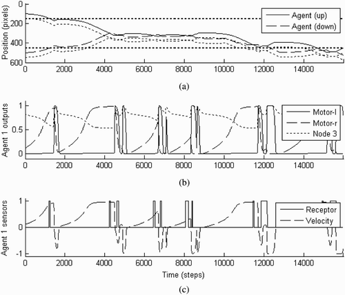 Figure 8. Illustration of the behaviour of the agents during a representative trial starting from point (100, 500) with a score of 0.72. They first encounter their respective static objects, then continue searching, and finally locate each other and establish perceptual crossing until the end of the run (16,000 time steps). (a) The position of the agents and objects in the 1-D environment over time. (b) The node outputs of agent ‘up’ over time. (c) The status of the receptor field and the velocity of agent ‘up’ over time. Note that a change of receptor field status reaches the agent's controller only after a delay of 25 units of time (250 steps).