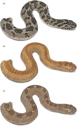 Figure 1. Illustrations showing examples of colour pattern variation in Dasypeltis scabra: (a) a typically patterned ‘5N’ individual, (b) a ‘patternless’ or ‘plain’, brown individual with dark vertebral stripe, and (c) an ‘intermediate’, brown individual with weakly marked dorsal saddles. Illustrations drawn by Faansie Peacock.