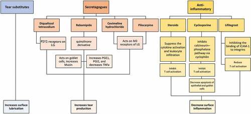 Figure 2. Classification, mechanism of action and the effect on ocular surface of various topical drugs used in the treatment of ADDE. LG, lacrimal gland; PG, prostaglandins; TNF, tumor necrosis factor; M3, muscarinic receptor and ICAM-1, intercellular adhesion molecule.