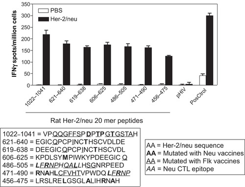 Figure 3 Mutated regions in Her-2/neu contain CTL epitopes. FVB/n wild-type mice were either immunized with Her-2/neu DNA vaccines or saline/PBS alone three sequential times each spaced one week. Splenocytes were tested ex vivo for their ability to recognize 20 mer peptides that overlapped mutated regions. Graph shows number of IFnγ spots per million splenocytes rechallenged using 20 mer peptides. Bolded residues are those amino acids that have undergone mutation using the Her-2/neu vaccines, italics are previously identified CTL epitopes,Citation24 and underlined residues are those amino acids that undergo mutation using Flk-1 vaccines. PMA/Ionomycin were used as a positive control (PosCtrol), pHIV Gag (AMQMLKETI) peptides was used as a third party control. Media alone well were subtracted from all groups as a background control. Graph shows mean ± SEM.Abbreviations: CTL, cytotoxic T lymphocytes; PBS, phosphate-buffered saline; SEM, standard error of mean.
