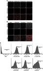 Figure 2 (A and B) Images of MC3T3-E1 cells treated by different concentrations of LNPs/siRNA or lipo/siRNA 24 hours after transfection treatment. (C) Efficiency of cell uptake quantified by flow cytometry 48 hours after transfection.Abbreviations: LNPs, lipopolysaccharide-amine nanopolymersomes; lipo, lipofectamine3000.