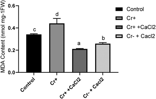 Figure 3. Malondialdehyde content in the roots of 7-day-old rice plants grown under treatment with or without chromium and calcium. Different letters in each column indicate significant differences between means ± SD of treatments (n = 4) at p < .05 significance level.