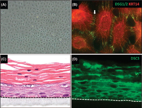 Figure 4. Generating in vitro tissue models using iPSC-derived keratinocytes. (A) iPSC-derived keratinocytes were generated following a protocol similar to a previously published procedure (CitationItoh et al., 2011). (B) iPSC-derived keratinocytes express keratin 14 (KRT14) and desmoglein 1/2 (DSG1/2). Note that these cells also express other epithelial markers, such as keratin 5, TP63, and α6β4 integrin (data not shown). (C) in vitro skin equivalent generated from human iPSC-derived keratinocytes on an artificial surface. Note that the epithelium stratified with a notable granular and cornified layer. Parakeratosis (retention of nuclei in the stratum corneum) occurs occasionally in in vitro skin equivalents. (D) Staining of the skin equivalent shown in (C) with an antibody for desmocollin 3 (DSC3). Note that these iPSC-derived skin equivalents also express other epithelial markers such as KRT5/14, KRT1/10, and loricrin (data not shown). The dotted line demarcates the junction between stratified epithelium and the artificial matrix on which the cells are growing.