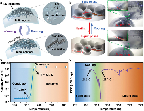 Figure 4. Phase transition induced reversible self-healing. A. Insulation and conduction transition of a LM-polymer composite triggered by the phase change of LM droplets and the rigidity change of polymer. Reproduced with permission from ref [Citation73]. Copyright 2019, Wiley-Blackwell. B. Schematic of solidified LM droplets expanding and connecting with adjacent ones. Reproduced with permission from ref [Citation74]. Copyright 2020, Elsevier BV. C. Temperature tunable conductor-insulator transition of a LM-polymer composite. D. Differential scanning calorimeter tests reveal an exothermic peak at 227 K that signifies the transition of liquid LM nanoparticles. C and D were produced with permission from ref [Citation31]. Copyright 2019, royal society of Chemistry.