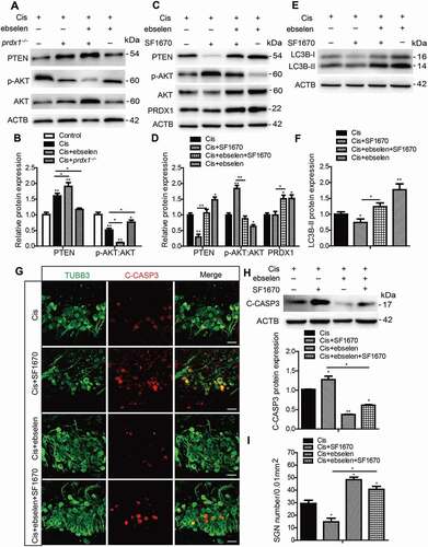 Figure 10. PRDX1 regulates the PTEN-AKT signaling pathway to activate autophagy in SGNs after cisplatin treatment. (A and B) The cultured cochleae and SGNs from WT mice or prdx1−/− mice were incubated with cisplatin (50 μM) for 48 h or cotreated with ebselen (30 μM, pretreated for 1 h) and cisplatin (50 μM) for 48 h. The protein expression of PTEN was significantly increased and the ratio of p-AKT:AKT was significantly decreased in cultured SGNs after cisplatin injury. Treatment with ebselen caused increased expression of PTEN and a lower ratio of p-AKT:AKT in SGNs compared to the cisplatin-only group, while the lack of PRDX1 in SGNs from prdx1−/− mice led to an opposite changing pattern. (C and D) The cultured cochleae and SGNs from WT mice were incubated with cisplatin (50 μM) alone, cotreated with ebselen (30 μM, pretreated for 1 h), or cotreated with SF1670 (15 μM) for 48 h. SF1670 effectively inhibited the expression of PTEN and enhanced the phosphorylation of AKT in SGNs after cisplatin treatment, and co-treatment with ebselen reversed the effect of SF1670 as the expression of PTEN was increased and the ratio of p-AKT:AKT was decreased in the Cis + ebselen + SF1670 group compared to the Cis + SF1670 group. In contrast, treatment with SF1670 did not change the expression of PRDX1 in SGNs after cisplatin incubation. (E-I) The inhibition of PTEN by SF1670 significantly decreased the expression of LC3B-II (E and F), increased cleaved-CASP3 expression (G and H), and reduced the number of surviving SGNs (I) compared to the cisplatin-only group, whereas co-treatment with ebselen rescued the above effect of SF1670 in SGNs. Scale bars: 25 μm. n = 6 for each group. All data are presented as the mean ± SEM, * P < 0.05, ** P < 0.01