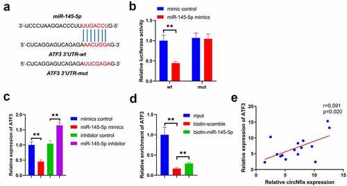 Figure 8. ATF3 was a target of miR-145-5p. (a) The predicted binding sequence between miR-145-5p and ATF3 was presented. (b) Luciferase assay was performed to detect the interaction between miR-145-5p and ATF3. (c) RNA pull down was performed to detect the interaction between miR-145-5p and ATF3. (d) Pearson’s correlation analysis was performed to detect the correlation between ATF3 and circNfix. **P < 0.01; n = 3