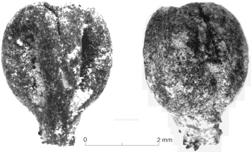 Figure 9. Image of a grape seed from 09FS5: ventral and dorsal views.