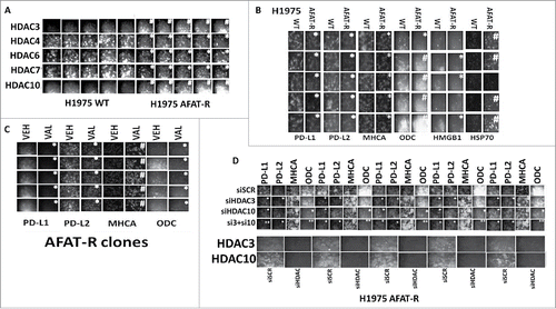 Figure 7. Afatinib-resistant H1975 cells express higher levels of HDAC3, HDAC10 and ODC and lower levels of MHCA; knock down of HDACs 3+10 increases MHCA expression and reduces ODC expression. A. H1975 cells (wild type clones and afatinib resistant clones) were fixed in place and the expression of HDACs1–11 determined by immuno-fluorescence. HDACs for whom their expression changed are presented (HDACS3/4/5/7/10). The mean fluorescence intensity from 40 cells in each wild type and afatinib resistant clone was determined and the -Fold change between wild type and afatinib resistant clones determined (n = 3 +/− SEM). # p < 0.05 greater than value in wild type clones; * p < 0.05 less than value in wild type clones. B. H1975 cells (wild type clones and afatinib resistant clones) were fixed in place and the expression of PD-L1, PD-L2, MHCA, ODC, HMGB1 and HSP70 determined by immuno-fluorescence. The mean fluorescence intensity from 40 cells in each wild type and afatinib resistant clone was determined and the -Fold change between wild type and afatinib resistant clones determined (n = 3 +/− SEM). # p < 0.05 greater than value in wild type clones; * p < 0.05 less than value in wild type clones. C. Afatinib resistant H1975 clones were treated with vehicle control or with sodium valproate (250 μM) for 6h. Cells were fixed in place and the expression of PD-L1, PD-L2, MHCA, and ODC determined by immuno-fluorescence. The mean fluorescence intensity from 40 cells in each vehicle treated and valproate treated clone was determined and the -Fold change between vehicle and valproate determined (n = 3 +/− SEM). # p < 0.05 greater than value in vehicle; * p < 0.05 less than value in vehicle. D. Afatinib resistant H1975 clones were scramble control transfected or transfected to knock down expression of HDAC3, HDAC10 or both HDACs together. Twenty-four h after transfection cells were fixed in place and immuno-fluorescence performed to determine the expression of PD-L1, PD-L2, MHCA and ODC. The mean fluorescence intensity from 40 cells in each condition was determined and the -Fold change between vehicle and valproate determined (n = 3 +/− SEM). # p < 0.05 greater than value in siSCR; * p < 0.05 less than value in siSCR; ** p < 0.05 less than value in siHDAC10 alone.