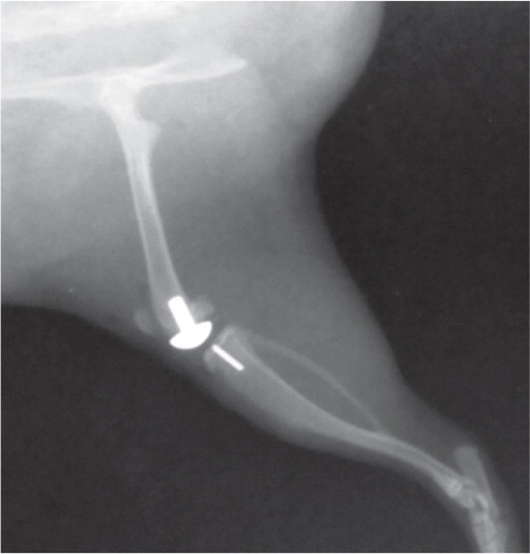 Figure 2. Prosthesis in situ without osteolysis or bone destruction. Control group