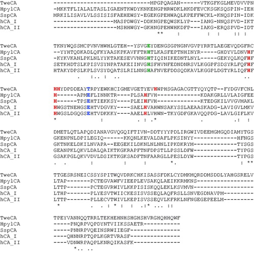 Figure 3. Multialignment of the TweCAδ amino acid sequence with those of bacterial (HpylCA, α-CA from Helicobacter pylori, SspCA, α-CA from Sulfurihydrogenibium yellowstonensis) and human (hCA I and II) α-class enzymes. The zinc ligands of the α-CAs and the putative zinc ligands of TweCAδ are evidenced in red, whereas amino acid residues involved in the catalytic inhibition/mechanism (e.g. His64 and Asp106, hCA I numbering) are shown in green and blue, respectively.