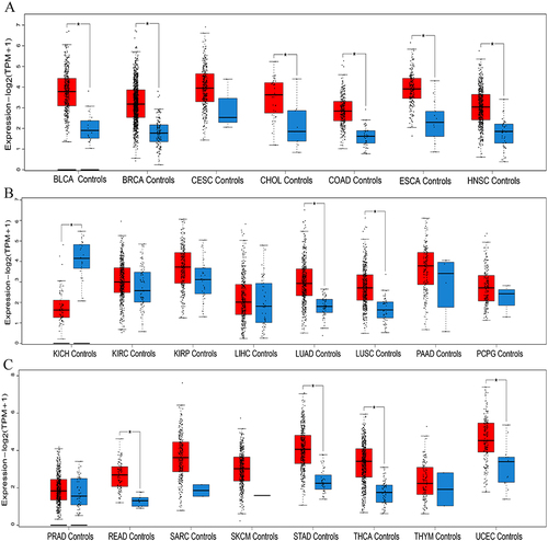 Figure 1 Levels of IER5L expression in 23 kinds of cancers and corresponding controls from GEPIA2 database. (A) BLCA, BRCA, CESC, CHOL, COAD, ESCA, NHSC. (B) KICH, KIRC, KIRP, LIHC, LUAD, LUSC, PAAD, PCPG. (C) PRAD, READ, SARC, SKCM, STAD, THCA, THYM, UCEC. *P < 0.05.