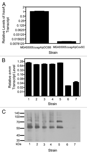 Figure 3. Inconsistent effect of sagA deletion on emm expression was not related to the functionality of the covS gene in MGAS5005 and MGAS2221. (A) Relative levels of hasA mRNA in MGAS5005ΔsagA/pDCBB and MGAS5005ΔsagA/pCovSC. (B and C) Relative levels of emm transcript (A) and western blot detecting the production of the M protein (B) in the following strains: 1, MGAS5005; 2, MGAS5005ΔsagA; 3, MGAS5005ΔsagA/pCovSC; 4, MGAS5005ΔsagA/pDCBB; 5, MGAS2221; 6, MGAS2221ΔsagA-1; and 7, MGAS2221ΔsagAΔcovS. Levels of emm or hasA mRNA were normalized to that of corresponding control strain.