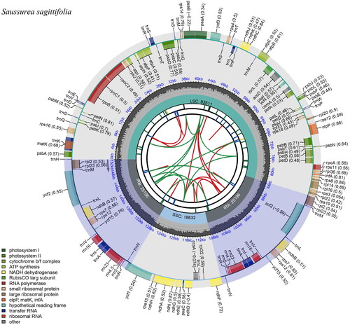 Figure 2. The chloroplast genome map of S. sagittifolia generated using CPGview. Boxes of different sizes and colors in the outermost circle represent genes and their lengths. Genes inside the circle are transcribed clockwise, and those on the outside are transcribed counter-clockwise. The grey area in the middle circle represents the variation of GC content at different positions, and the regions and lengths represented by the tetrameric structures (LSC, SSC, IRa, and IRb) are plotted in different colors on the inner circle.