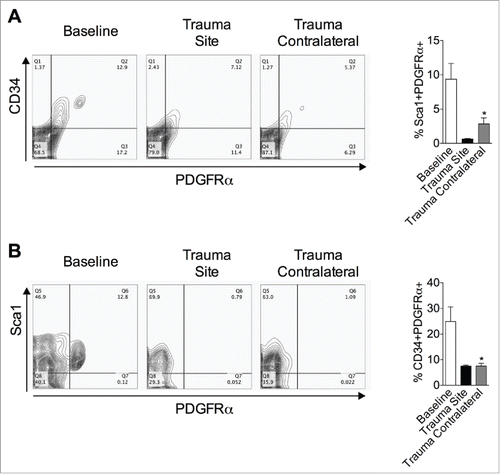 Figure 5. PDGFRα+ cells decrease after surgical injury. (A, B) Cells were isolated from inguinal adipose tissue at baseline and one day post left inguinal injury (trauma site) and analyzed for the expression of PDGFRα, CD34 (A) and Sca1 (B). The percentages of cells are indicated on the flow profile. The graphs show percentage of cells in inguinal depot at baseline and one day after left inguinal trauma (trauma site). Data are mean±SEM of 5–10 independent animals per group. *p < 0.05 versus baseline.