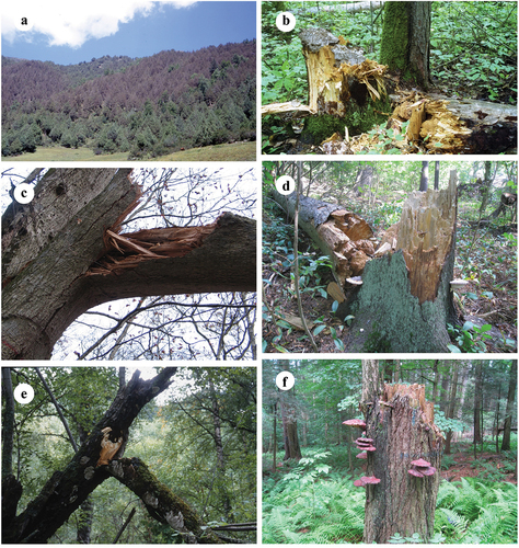 Figure 3. Symptoms of some typical forest pathogens. (a) Coniferiporia qilianensis. (b) Coniferiporia sulphurascens. (c) Fomes fomentarius. (d) Fomitiopsis subpinicola. (e) Funalia trogii. (f) Ganoderma tsugae.