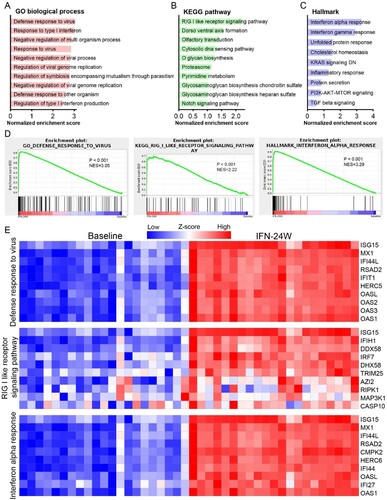 Figure 3. Gene set enrichment analysis. (A) Significantly enriched GO biological processes were mainly involved in antiviral responses. (B) The RIG-I-like receptor pathway was the most significantly enriched KEGG pathway. (C) Interferon alpha response and interferon gamma response were the most enriched Hallmarks. (D) The GSEA plot of the most enriched GO biological process (defense response to virus), KEGG pathway (RIG-I-like receptor pathway) and Hallmark (Interferon alpha response). (E) Heatmap demonstrated expressions of the top 10 genes in each of the most enriched gene sets.