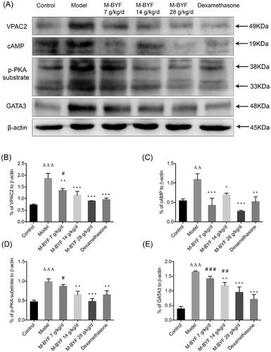Figure 10. Effects of M-BYF on protein expression of VPAC2, cAMP, p-PKA substrate and GATA3 in lungs of OVA-induced asthmatic mice. (A) Western blot analysis of the protein expression of VPAC2, cAMP, p-PKA substrate and GATA3. (B–E) Quantification of relative levels of VPAC2, cAMP, p-PKA substrate and GATA3 showed that M-BYF reduced the expression of proteins associated with the VIP–VPAC2 signalling pathway in lungs of asthmatic mice as compared with the Model group; n = 3 in each group. Data are represented as mean ± S.E.M. (ΔΔΔp < 0.001, ΔΔp < 0.01 compared with the Control group; ***p < 0.001, **p < 0.01 and *p < 0.05 compared with the Model group; ###p < 0.001, ##p < 0.01 and #p < 0.05 compared with the dexamethasone treated group.)