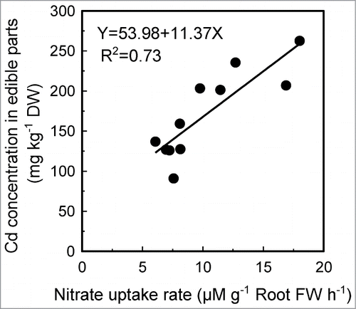 Figure 2. Correlation between NO3− uptake rate and Cd concentration in edible parts in 11 Chinese cabbage cultivars. For measurement of NO3− uptake rate, roots of hydroponically grown plants were immersed in 100 mL of a constantly agitated and aerated solution containing 0.5 mM CaSO4 and 2 mM KNO3, and the net uptake of NO3 − was measured as NO3 − depletion from the solution per unit of time. The Cd concentration in edible parts was measured in plants grown with soil containing Cd at rate of 10 mg kg−1 soil.