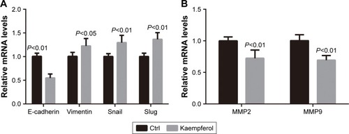 Figure 7 Kaempferol downregulates the mRNA levels of EMT markers and MMPs in TNBC cells.