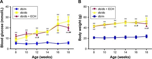 Figure 2 Effect of ECH on blood glucose (A) and body weight (B) of db/db mice.
