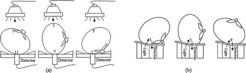 FIGURE 2 Measurement of persimmon fruit in the (a) transmittance mode and (b) interactance mode at 3 common orientations, showing opposite points of measurement corresponding to the numbers assigned in Figure 1.