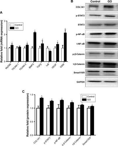 Figure 6 (A) Relative mRNA expression levels of MyD88, TICAM-1, TICAM-2, BMP2, TGFβ, IκB, VEGF, and OSM from RAW 264.7 cells cultured in the presence of GO. (B, C) Western blot analysis of COL1A1, p-β-Catenin, p-NF-κB and Smad1/5/9 expression by BMSCs cultured in osteogenic medium and GO/RAW 264.7 conditioned osteogenic culture medium. *P<0.05 versus the control group.Abbreviations: BMSCs, bone marrow stem cells; BMP2, bone morphogenetic protein-2; OSM, oncostatin M; TGFβ, transforming growth factor β, VEGF, vascular endothelial growth factor.