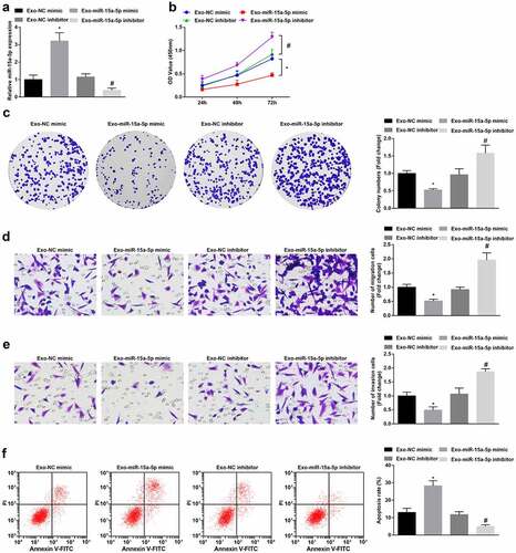 Figure 3. MSC-Exo carrying miR-15a-5p lessen the tumorigenic properties of G-401 cells. A. RT-qPCR tested miR-15a-5p in G-401 cells after co-culture with hUC-MSCs-Exo; B. CCK-8 tested G-401 cell proliferation; C. Colony formation assay tested G-401 cell colony formation ability; D. Transwell assay tested G-401 cell migration; E. Transwell assay tested G-401 cell invasion; F. Flow cytometry tested G-401 cell apoptosis. Measurement data were shown by the mean ± standard deviation, * P < 0.05 vs the Exo-NC mimic group; # P < 0.05 vs the Exo-NC inhibitor group.