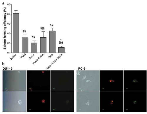 Figure 3. Effects of in vivo Trastuzumab, Cetuximab, and Taxotere treatment on prostatosphere-forming efficiency in vitro. (a) DU145 xenografted mice were treated with Trastuzumab (10mg/kg) i.p., Cetuximab (1mg/mouse) i.p., and Taxotere (6.66mg/kg) i.v. given alone or in combination, or left untreated. Drugs were administered weekly for 5 consecutive weeks. 24 h after the last treatment, mice were sacrificed, residual tumors excised, tumor cells isolated and plated in vitro under the serum-free condition to form prostatospheres. Sphere-forming efficiency, calculated as the ratio between the number of spheres counted in each well and the number of single cells seeded each well, was evaluated after 96 h. Results (mean values ± S.D.) from triplicates for each treatment condition are shown. §§ p < .01; §§§ p < .001 against untreated tumor cells; *p < .05 against Taxotere-treated cells by Bonferroni’s Multiple comparison test. Abbreviations: Cetux = Cetuximab; Trast = Trastuzumab; Taxo = Taxotere. (b) Fluorescence microscopy images from DU145 and PC-3 cells labeled with PKH-67 (green) and PKH-26 (red) dyes, and plated under prostatosphere-forming conditions. After 4 days the capability to form prostatospheres from a single cell and characterized by a homogeneous staining for PKH-67 or PKH-26 dye was evaluated.