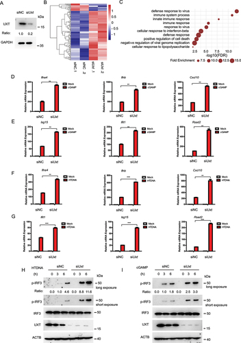 Figure 1. UXT is a novel regulator of the CGAS-STING1 signaling pathway. (A) MEF cells were transfected with the indicated siRNAs. Cell lysates were collected for western blot analysis of UXT and GAPDH. (B) The heatmap of expression changes of differentially expressed ISGs between negative control (NC) or Uxt siRNA-transfected MEFs stimulated with cGAMP (1 μg per well) for 3 h. For each gene, the expression level was normalized (Z-score) across samples. (C) Significantly enriched biological processes of the upregulated DE genes (FDR<0.01). (D) MEFs transfected with negative control (NC) or Uxt siRNAs were stimulated with cGAMP (1 μg per well) for 3 h. Then, the induction of Ifnb, Ifna4, and Cxcl10 mRNAs was measured by real-time PCR. (E) MEFs transfected with negative control (NC) or Uxt siRNAs were stimulated with cGAMP (1 μg per well) for 3 h. Then, the induction of Isg15, Ifit1, and Rsad2 mRNAs was measured by real-time PCR. (F) MEFs transfected with negative control (NC) or Uxt siRNAs were stimulated with HTDNA (2 μg per well) for 3 h. Then, the induction of Ifnb, Ifna4, and Cxcl10 mRNAs was measured by real-time PCR. (G) MEFs transfected with negative control (NC) or Uxt siRNAs were stimulated with HTDNA (2 μg per well) for 3 h. Then, the induction of Isg15, Ifit1, and Rsad2 mRNAs was measured by real-time PCR. (H) MEFs transfected with negative control (NC) or Uxt siRNAs were stimulated with HTDNA for 0, 3, or 6 h. Then, cell lysates were collected for western blot analysis of UXT, IRF3, IRF3 phosphorylation, and ACTB. (I) MEFs transfected with negative control (NC) or Uxt siRNAs were stimulated with cGAMP for 0, 3, or 6 h. Then, cell lysates were collected for western blot analysis of UXT, IRF3, IRF3 phosphorylation, and ACTB. Graphs show the mean ± SEM, and the data shown are representative of three independent experiments. *p < 0.05; **p < 0.01; ***p < 0.001 (Two-tailed t-test).