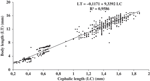 Figure 4. Relation between body length (LT) and cephalic length (CL) of Orchestia montagui.