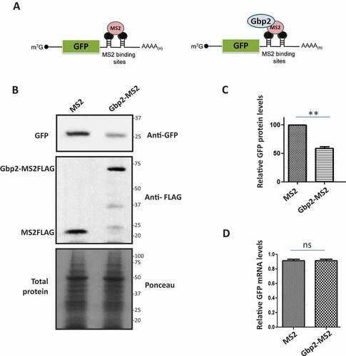 Figure 5. Gbp2 decreases GFP protein levels upon tethering to GFP reporter mRNA. (A) Schematic showing the GFP reporter mRNA with MS2 binding sites in the 3ʹ UTR. Tethering of MS2 (left) or Gbp2-MS2 (right) is shown. (B) Cells co-expressing GFP reporter mRNA and MS2 or Gbp2-MS2 were lysed and analysed by western blotting with anti-GFP antibody. Anti-FLAG antibody was used to visualize MS2 and Gbp2-MS2 proteins. Ponceau staining served as the loading control. (C) Quantitation of three independent experiments performed as in (B). (D) GFP mRNA levels in the cells from three independent experiments as shown in B were determined by qRT-PCR analysis