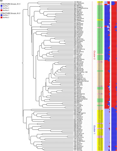 Figure 4. Phylogenetic tree of the collection of 117 European Triticum aestivum varieties. The tree was built using UPGMA algorithm based on Nei83 DA distance [Citation39] computed from the allele frequencies at 22 SSR loci. The origin of each variety is represented by abbreviations highlighted with different colours: AT – Austria, BG – Bulgaria, CZ – Czech Republic, DE – Germany, FR – France, HR – Croatia, RS – the Republic of Serbia. The abbreviations after the underscore: EE – East Europe, WE –West and Central Europe, N – Northern, S –Southern. The barplots to the right represent the membership to sub-populations inferred by the model-based approach at K = 2 and K = 3. The two main clusters are marked by vertical bars.