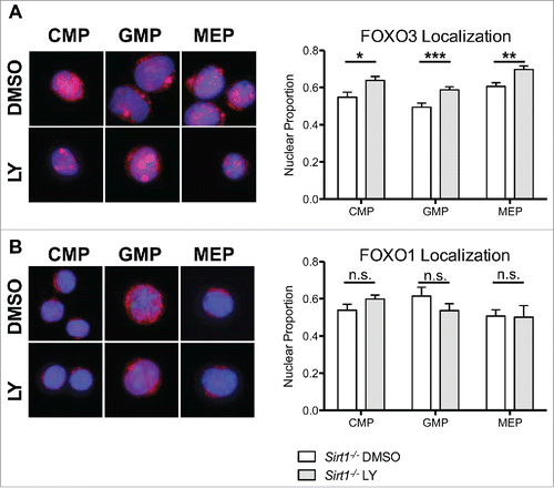 Figure 5. Increased FOXO3, but not FOXO1, nuclear localization induced by AKT inhibition in Sirt1−/− hematopoietic progenitor cells. (A) Sorted CMP, GMP, and MEP cells from BM cells of Sirt1−/− mice were treated with DMSO or LY294002 (LY) as in previous experiments. (Left) Representative images of CMP, GMP, MEP cells treated with DMSO or LY294002, with DAPI delimiting the nucleus in blue, and FOXO3 in red. (Right) Graphs displays quantification of the proportion of FOXO3 within the nucleus. (B) Same as in (A) but with FOXO1. (Bars represent mean ± s.e.m. (n > 20), from at least 2 independent experiments. *p < .05, **p < .01, ***p < .001, students t-test). Note the similar fraction of nuclear FOXO1 and FOXO3 in Sirt1−/− CMP.