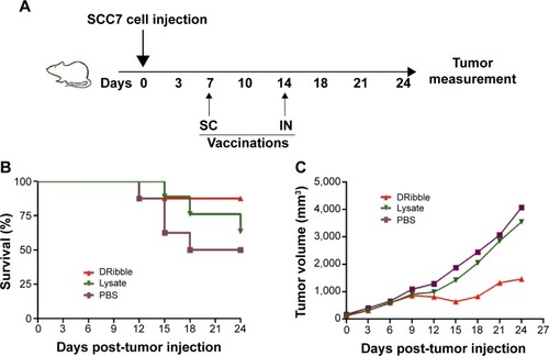 Figure 5 Booster vaccination with DRibble-loaded DCs delayed the tumor.Notes: C3H/HeJ mice (n=24, 8 mice each group) carcinoma models were established by receiving subcutaneous (SC) injection of 2×106 SCC7 cells in the right flank on day 0. These carcinoma models were given 1×106 DCs loaded with either DRibbles (25 μg/mL) or tumor lysate (25 μg/mL) via SC injection in footpads on day 7 and intranodal (IN) injection on day 14. Meanwhile, those treated with PBS served as controls. During the whole observation, the tumor volume of tumor-bearing mice was monitored every 3 days. (A) Vaccine scheme in an established murine carcinoma model; (B) percentage of survival; (C) tumor volume.Abbreviations: DRibble, tumor-derived autophagosome; DCs, dendritic cells; PBS, phosphate-buffered saline.