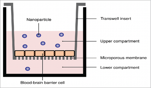 Figure 1. Transwell system applied to measure the transport of nanoparticles across in vitro blood-brain barriers. A porous membrane, upon which the in vitro blood-brain barrier model is grown, separates two compartments. The nanoparticles are added to the upper compartment, and the number of nanoparticles that passes through to the lower compartment is measured.