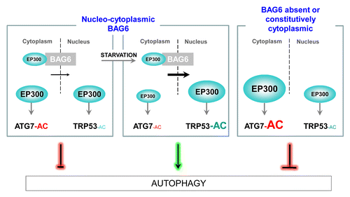 Figure 1. BAG6 inhibits EP300-dependent acetylation (AC) of ATG7 but stimulates the nuclear acetylation of TRP53 during starvation. In the cytosol, BAG6 inhibits ATG7 acetylation, an inhibitory event in autophagy, by limiting the quantity of the acetyltransferase EP300 available in the cytosol. On the contrary, by favoring the nuclear transport of EP300 under starvation conditions, BAG6 i) stimulates the nuclear TRP53 acetylation and ii) maintains a low level of ATG7 acetylation, both leading to the stimulation of autophagy. When BAG6 is absent or constitutively located into the cytoplasm, autophagy is inhibited. Concomitantly, a strong accumulation of cytoplasmic EP300 occurs, leading to the hyperacetylation of ATG7 and the inhibition of TRP53 acetylation upon starvation.