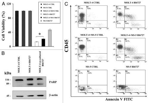 Figure 4. BI6727 retains pro-apoptotic effects also in the presence of a microenvironment of bone marrow stromal cells. (A) The MS-5 cell line was grown in the lower chamber of Transwell® 6-well plates, than MOLT-4 cells were added to the upper chamber containing a 0.4-µm-polyester membrane and treated with BI6727 (40 nM) for 48 h. The viability of treated cell lines grown alone and co-coltured was then evaluated by MTT assays. CTRL, untreated cells. (B) The MS-5 cell line was grown in the lower chamber of Transwell® 6-well plates, then MOLT-4 cells were added to the upper chamber containing a 0.4-µm-polyester membrane and treated with BI6727 (40 nM) for 48 h. Then, cells were separately collected, lysed, and analyzed by western blot for PARP cleavage. Molecular weights are indicated on the left. CTRL, untreated cells. (C) MOLT-4 cells were directly seeded on top of MS-5 cells and treated with BI6727 (40 nM). After 48 h, cells were harvested with trypsin/EDTA, washed, and resuspended in binding buffer containing Annexin V-FITC. Cells were counterstained with either a PE-conjugated anti-CD45 antibody or with an irrelevant isotypic control antibody and analyzed by flow cytometry after electronic gating on CD45. CTRL, untreated cells.