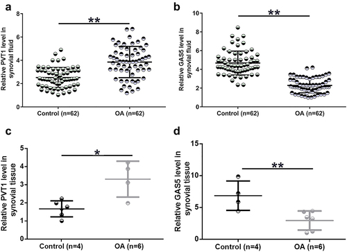 Figure 1. PVT1 and GAS5 expression alterations were observed in OA synovial fluid cells. PVT1 (a) and GAS5 (b) accumulation in synovial fluid samples from both OA patients (n = 62) and controls (n = 62) and expression of PVT1 (c) and GAS5 (d) in synovial tissue samples from both OA patients (n = 6) and controls (n = 4) were determined by RT-qPCR. The three lines represent 25%, median, and 75% values, respectively. *: p < 0.05; **: p < 0.01.