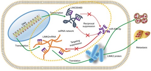 Figure 6 Schematic diagram of mechanism derived from investigations of this study.Notes: LINC00460 promoted LIMK2 expression and mediated metastasis via miR-939-5p sponging in CRC cells.Abbreviation: CRC, colorectal cancer.
