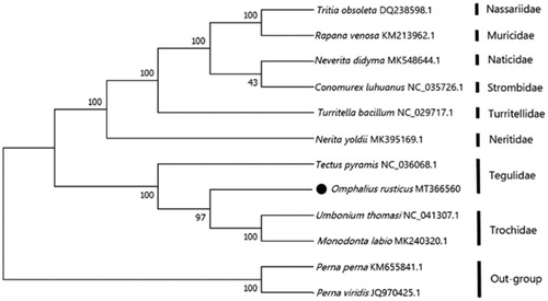Figure 1. The NJ phylogenetic tree for Omphalius rusticus and other species based on 13 protein-coding genes. The black dot indicated the species in this study. The number at each node is the bootstrap probability. The number after the species name is the GenBank accession number.