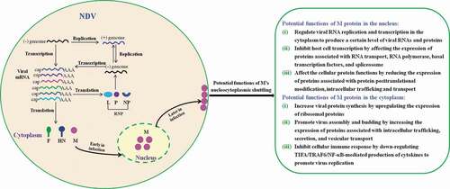 Figure 10. The schematic diagram of the potential functions of M’s nucleocytoplasmic trafficking. Replication and transcription of NDV genome occurs in the cytoplasm via the action of viral ribonucleoprotein (RNP) complexes. During the course of NDV infection, the M protein localizes to the nucleus early in infection and enters the cytoplasm and binds to the cellular plasma membrane later in infection. The potential functions of M protein in the nucleus and the cytoplasm are indicated according to our findings.