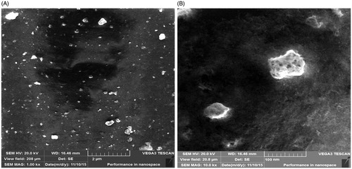 Figure 6. SEM image of MNPs showing uniformly distributed nanoparticles and some agglomeration. (A) Image with scale bar of 2 μM and (B) image with scale bar of 100 nm.