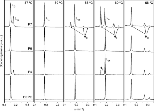 Figure 7.  Linear plots of the X-ray scattering patterns of DEPE-peptide mixtures. Diffraction patterns of DEPE alone and in presence of P4, P6 or P7 at a molar ratio 20:1. The sequence of the patterns was acquired under quasi-equilibrium conditions, after equilibrating the sample during 15 min at each temperature. Successive diffraction patterns were collected during 15 s each minute. Phases identified are Lβ, Lα and HII. The Lβ-to-Lα phase transition was identified by the disappearance of the peak in the WAXS region.